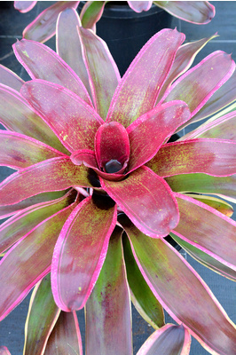 Neoregelia 'Cane Fire'