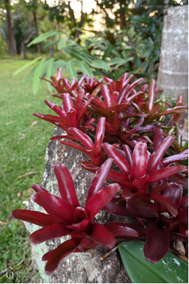 Neoregelia 'Fire Ball'