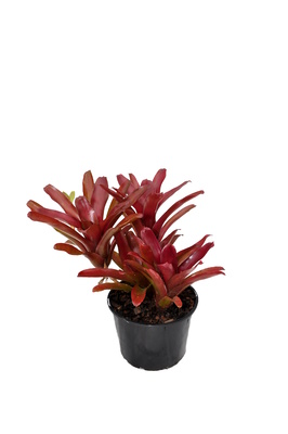 Neoregelia 'Fire Ball' - 180mm squat pot