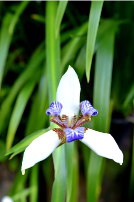 Neomarica gracilis (Walking Iris) - 300mm pot