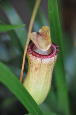 Nepenthes sanguinea 'Red Form' (Pitcher Plant)