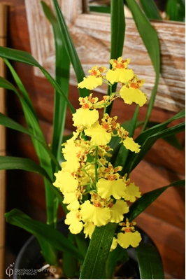Oncidium 'Joost' (Dancing Lady Orchid)