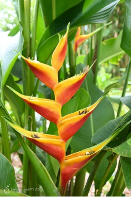 Heliconia bihai x caribaea 'Jacquinii' - 200mm pot 4 PACK