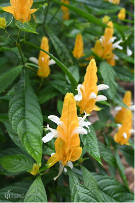 Pachystachys lutea (Golden Shrimp Plant)