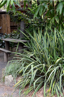 Pandanus baptistii variegata (Variegated Dwarf Pandanus)