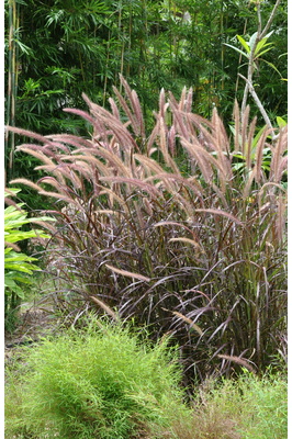 Pennisetum advena 'Rubrum' (Purple Fountain Grass) - 125mm pot