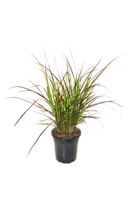 Pennisetum advena 'Rubrum' (Purple Fountain Grass) - 180mm pot