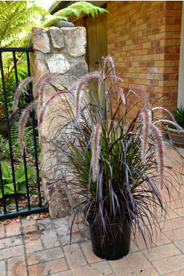 Pennisetum advena 'Rubrum' (Purple Fountain Grass) - 300mm pot