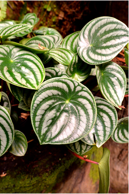 Peperomia argyreia (Watermelon Peperomia)