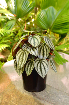 Peperomia turboensis (Red Watermelon) - 125mm pot