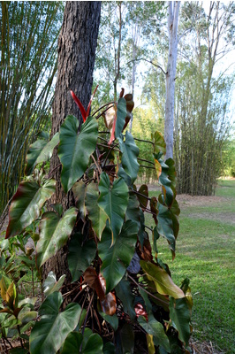 Philodendron 'Anderson's Red' 