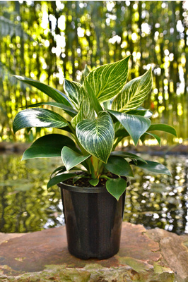 Philodendron 'Birkin' - 125mm pot
