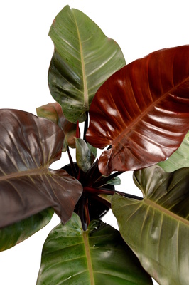 Philodendron 'Black Cardinal'