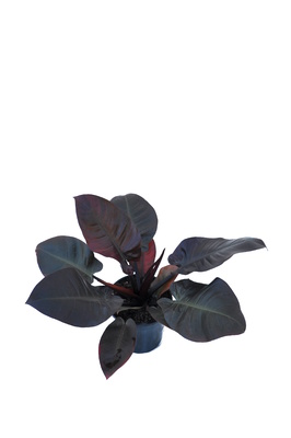 Philodendron 'Black Cardinal' - 180mm pot