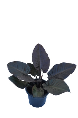 Philodendron 'Black Cardinal' - 300mm pot