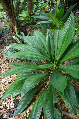 Philodendron campii 'Lynette'