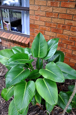 Philodendron 'Congo' (Chinese Clone) - 300mm pot