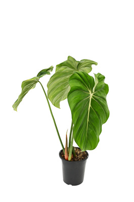 Philodendron 'Dean McDowell' - 180mm pot