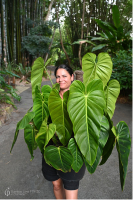 Philodendron esmeraldense