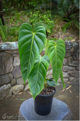 Philodendron esmeraldense - 180mm pot