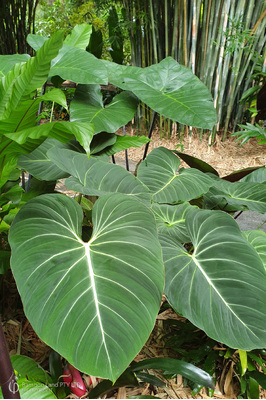 Philodendron gloriosum