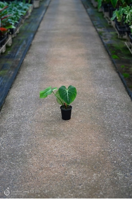 Philodendron gloriosum - 125mm pot