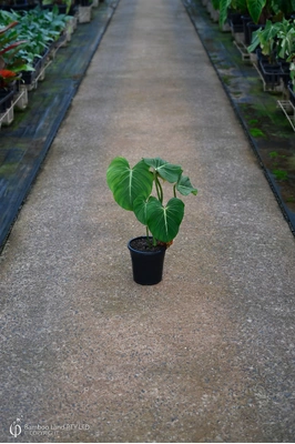Philodendron gloriosum - 180mm pot