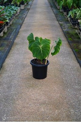 Philodendron gloriosum - 300mm pot