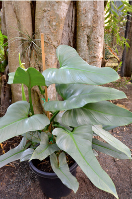 Philodendron hastatum (Silver Sword)