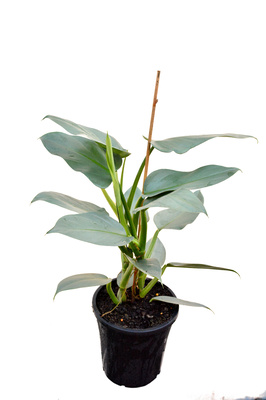 Philodendron hastatum (Silver Sword) - 180mm pot