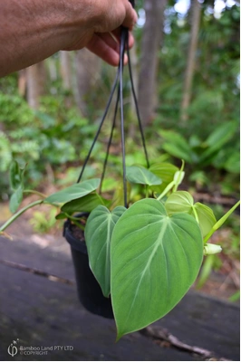 Philodendron hederaceum var. hederaceum (Velvet-Leaf Philodendron)