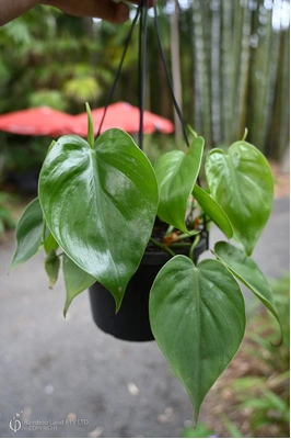 Philodendron hederaceum var. oxycardium (Heartleaf Philodendron) - 180mm squat pot