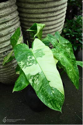 Philodendron imbe 'Jose Buono'