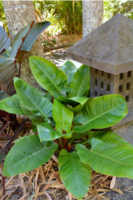 Philodendron 'Imperial Green'