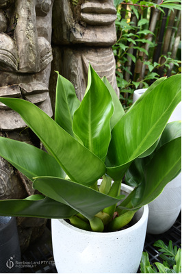 Philodendron martianum (Fat Boy)