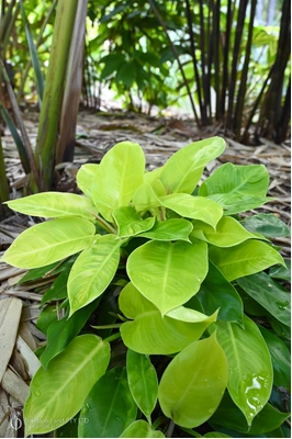 Philodendron 'Moonlight'