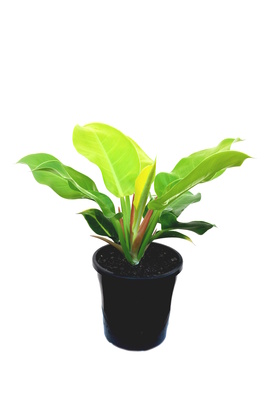 Philodendron 'Moonlight' - 180mm pot
