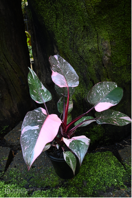 Philodendron 'Pink Princess Galaxy'