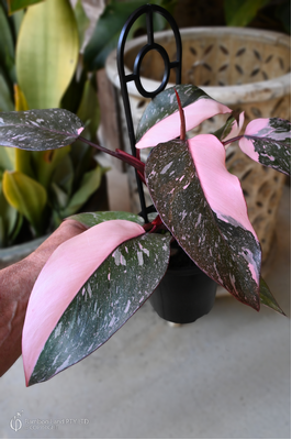 Philodendron 'Pink Princess Galaxy' - 125mm pot