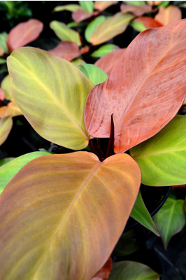 Philodendron 'Prince of Orange' - 125mm pot