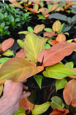 Philodendron 'Prince of Orange' - 180mm pot