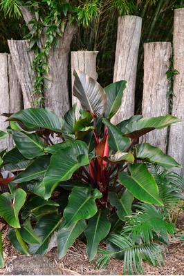 Philodendron 'Rojo Congo'