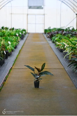 Philodendron 'Rojo Congo' - 125mm pot