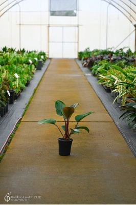 Philodendron 'Rojo Congo' - 180mm pot