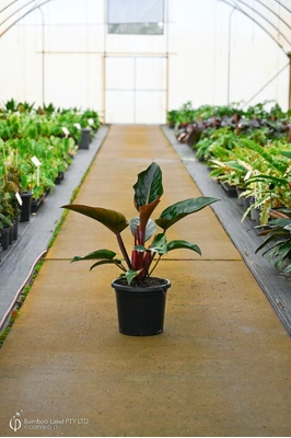Philodendron 'Rojo Congo' - 300mm pot