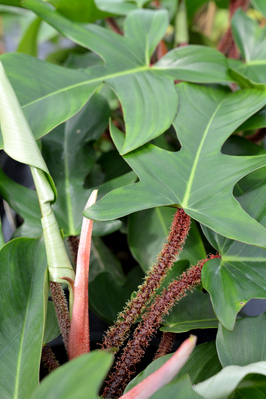 Philodendron squamiferum (Red Bristle Philodendron)