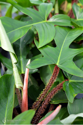Philodendron squamiferum (Red Bristle Philodendron)