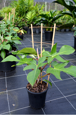 Philodendron squamiferum (Red Bristle Philodendron) - 180mm pot
