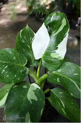 Philodendron 'White Wizard'