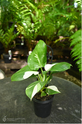 Philodendron 'White Wizard' - 125mm pot